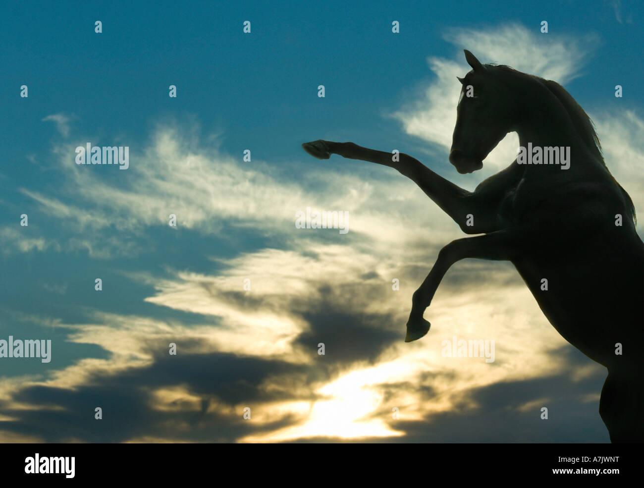 Stallion silhouette rearing up on horizon with sunset clouds Stock Photo