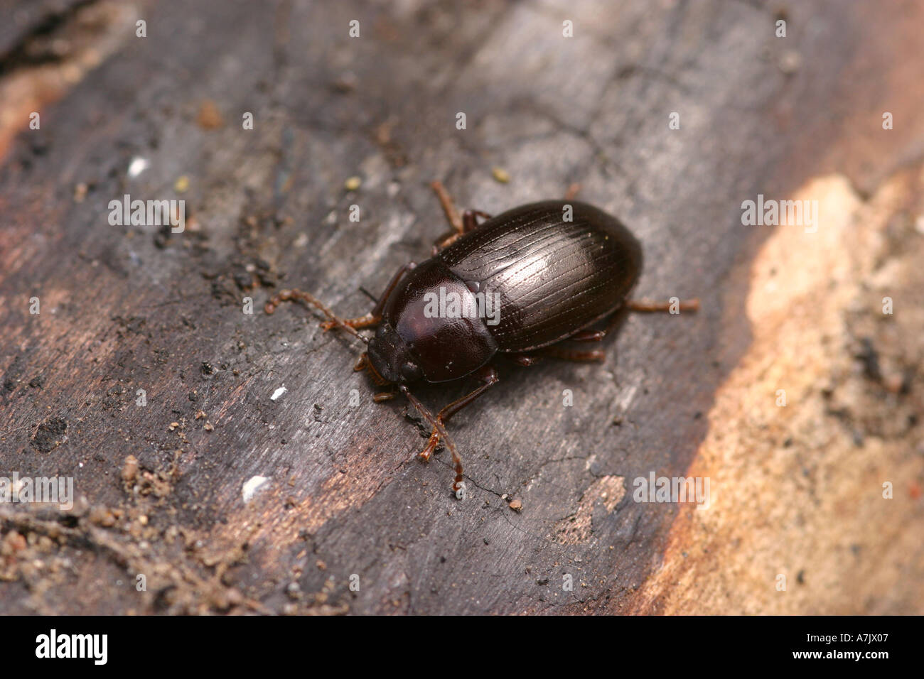 Dor beetle geotrupes stercorarius Stock Photo - Alamy