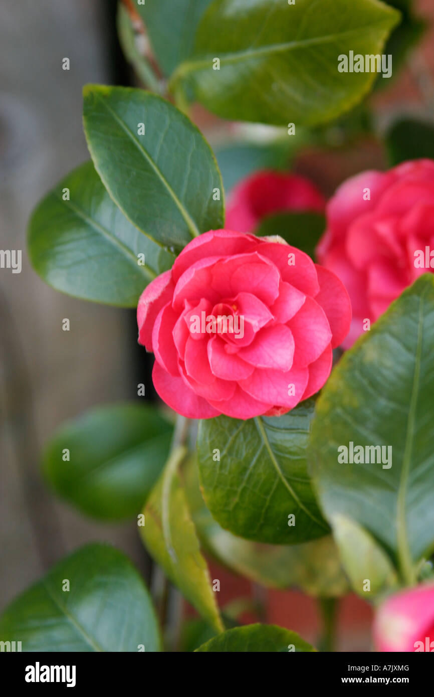 Camellia Japonica Shrub in Sping English Garden. Stock Photo