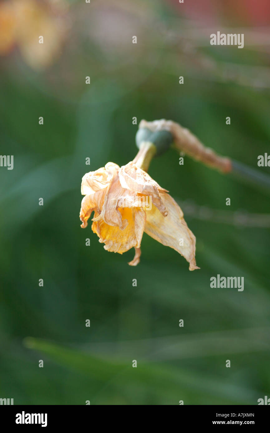 Daffodil King Alfred Stock Photos & Daffodil King Alfred Stock Images