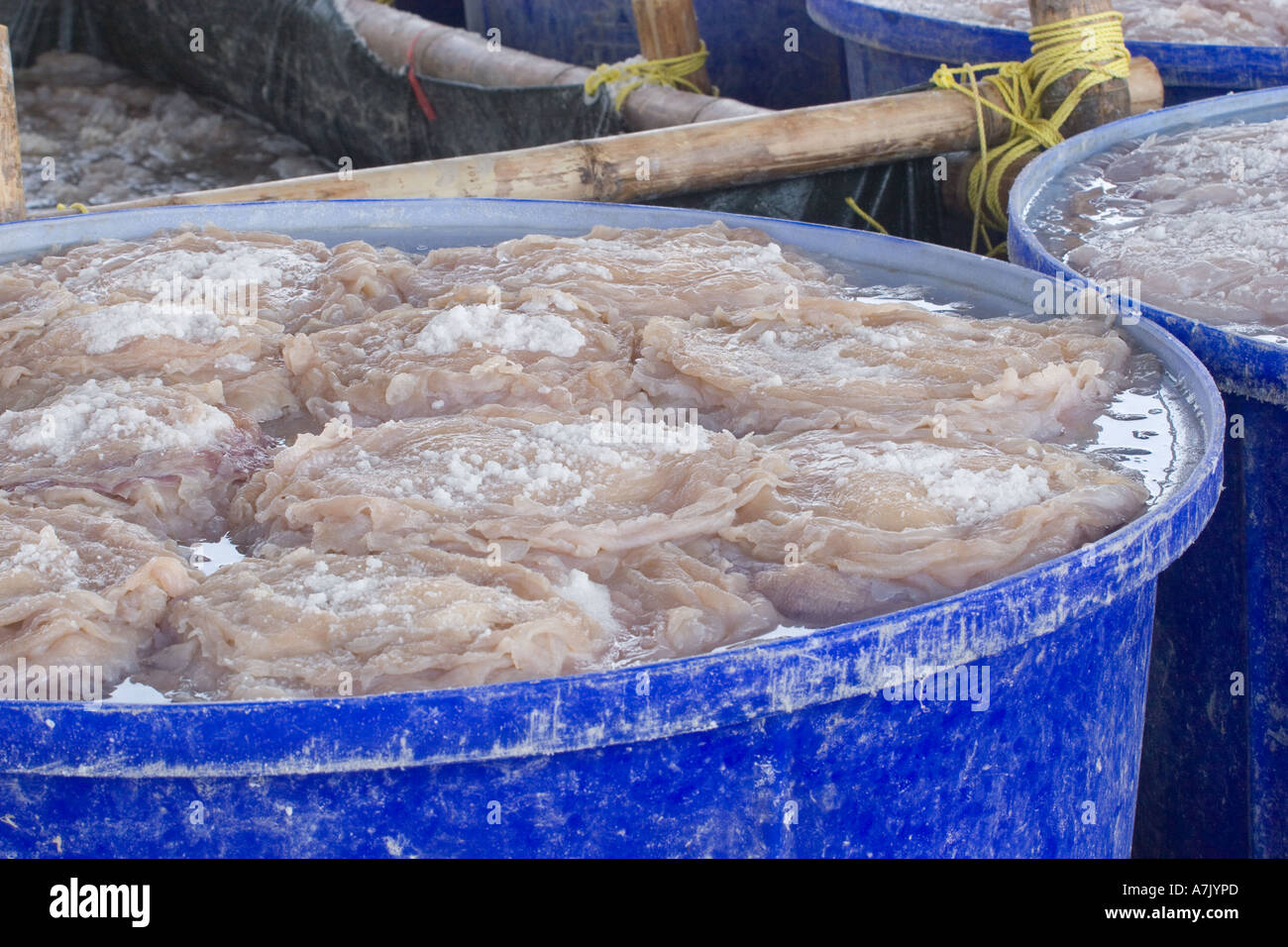 Large jellyfish are harvested from the North Andaman Sea salted and then exported to China and Japan KURABURI THAILAND Stock Photo