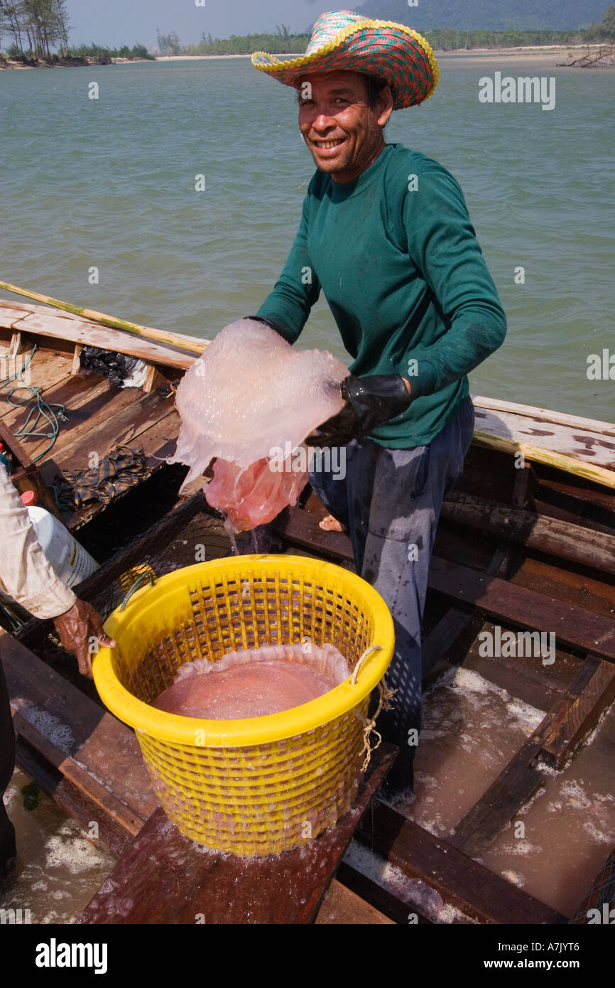 Large jellyfish are harvested from the North Andaman Sea salted and exported to China & Japan BAN TALAE NOK THAILAND Stock Photo
