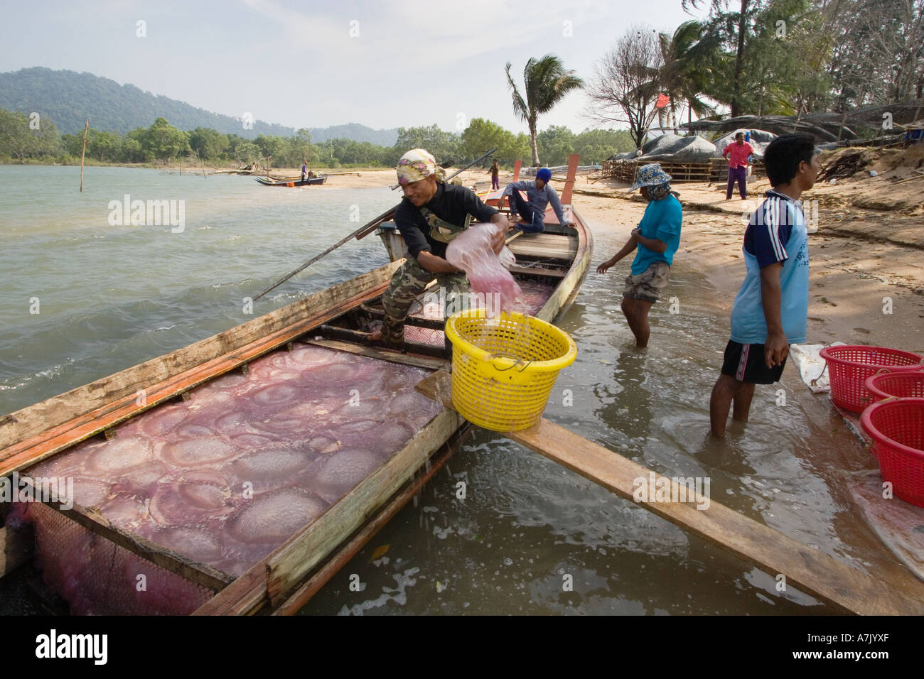 Large jellyfish are harvested from the North Andaman Sea salted and exported to China & Japan BAN TALAE NOK THAILAND Stock Photo