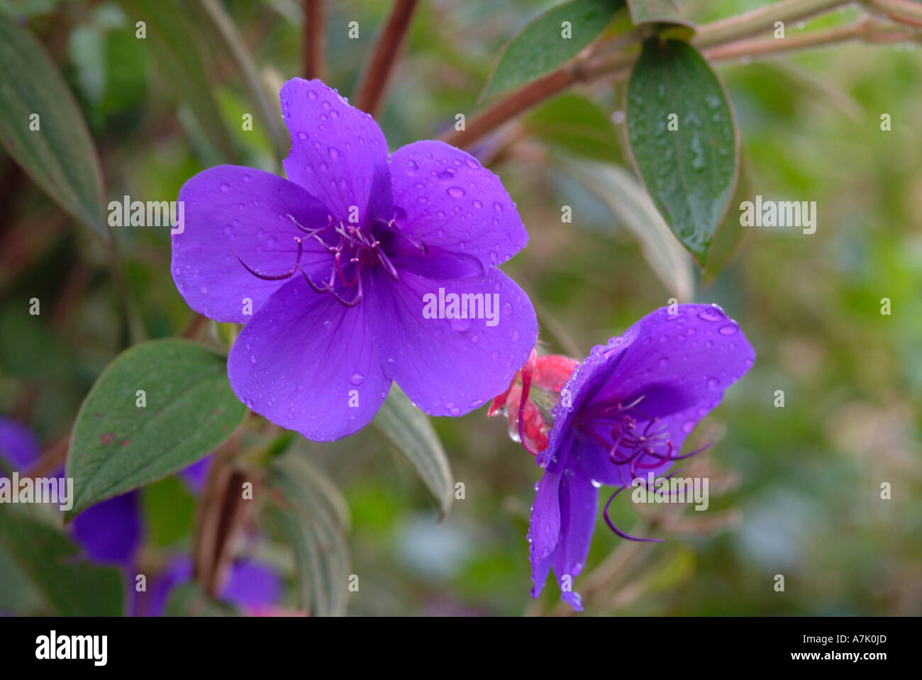 Blue Purple Flower of the Glory Bush in Bloom at Cathedral Peak Hotel ...