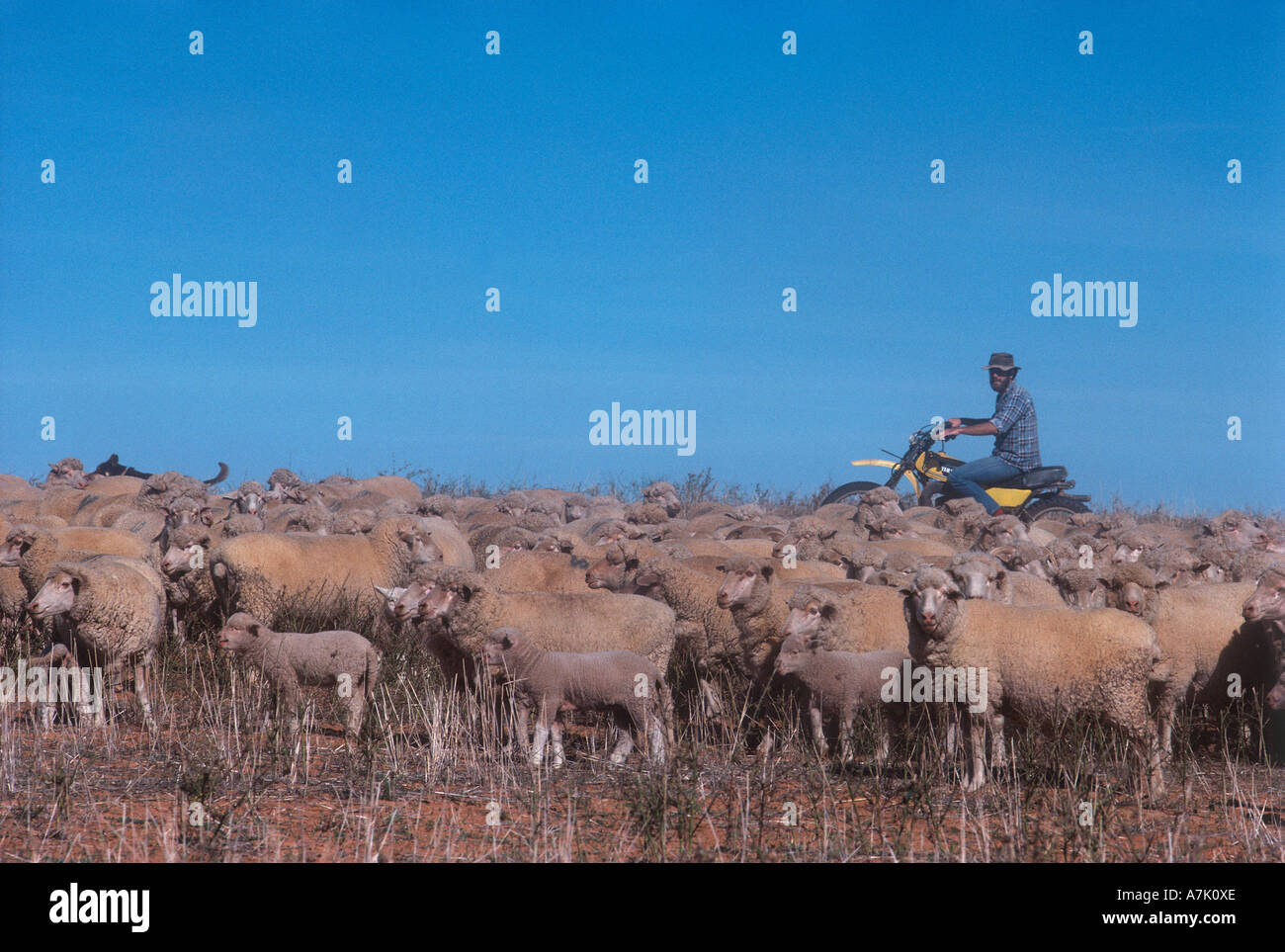 Victoria, Sheep Grazing Stock Photo