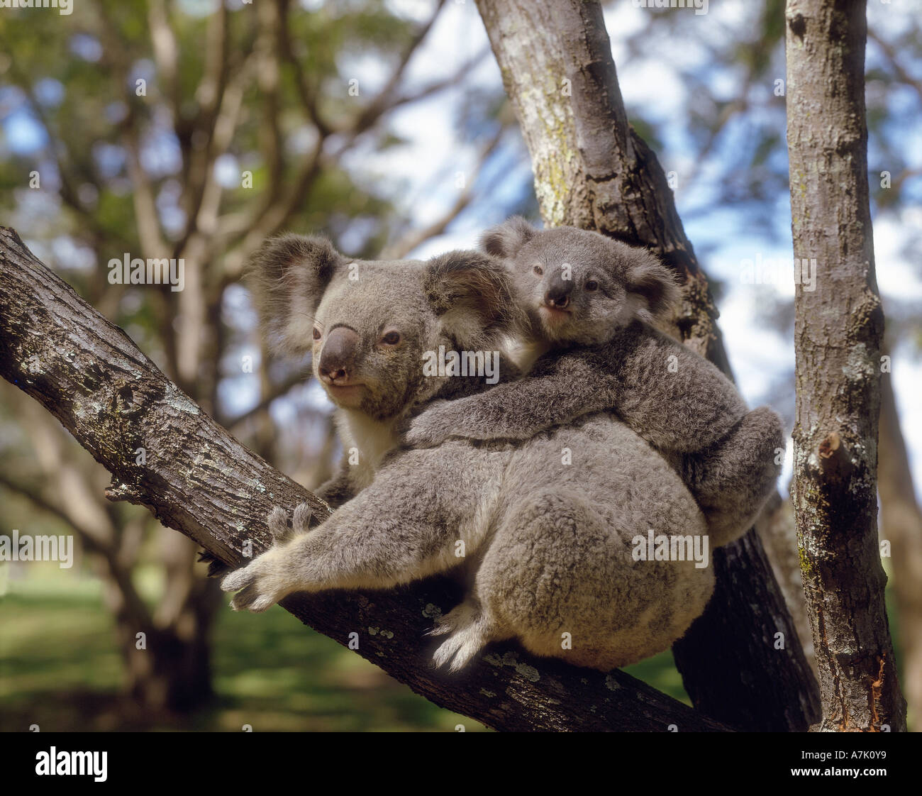 Brisbane, Koala And Baby Stock Photo