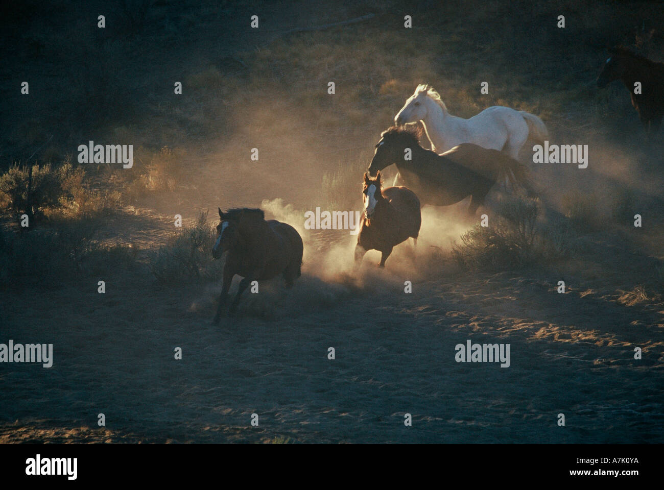 Five horses running in the dust through a patch of sunlight during an Oregon morning Stock Photo