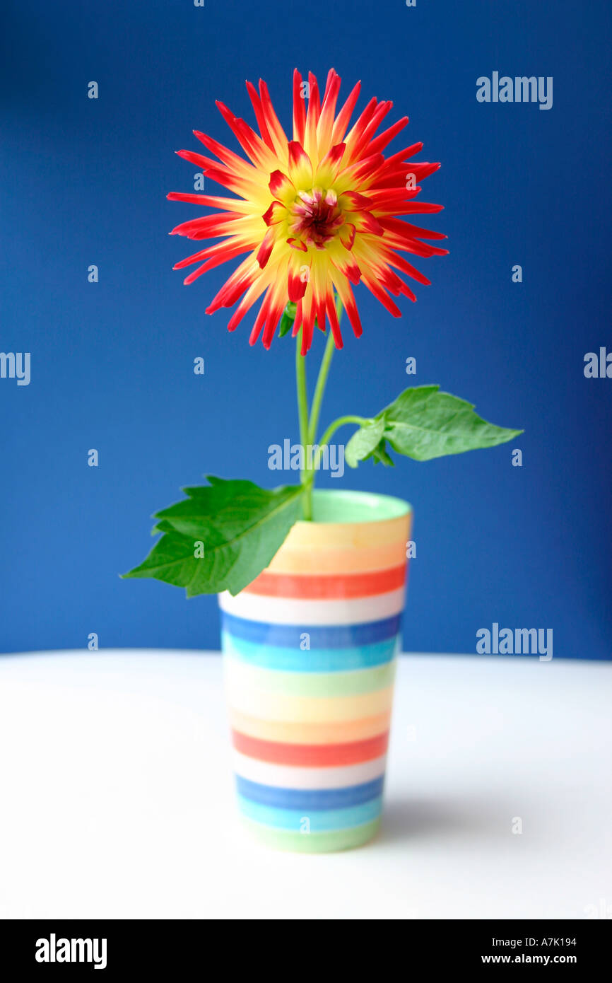 Dahlia flower in a colourful pot Stock Photo Alamy