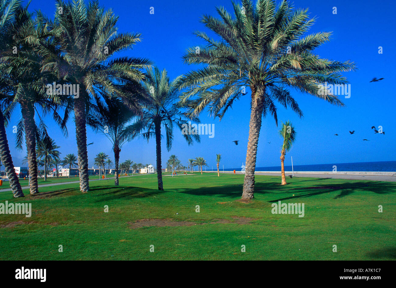 Fujairah UAE Palm Trees Along Coast Stock Photo Alamy