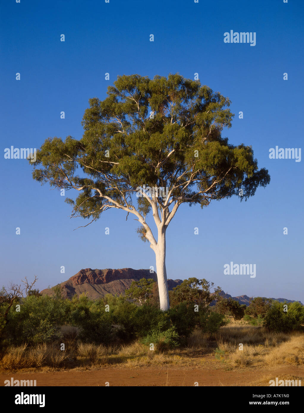 Alice Springs, Ghost Gum Tree Stock Photo Alamy