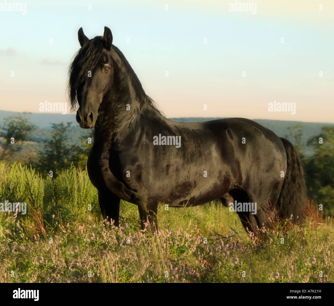 Friesian stallion standing in field of wild flowers Stock Photo
