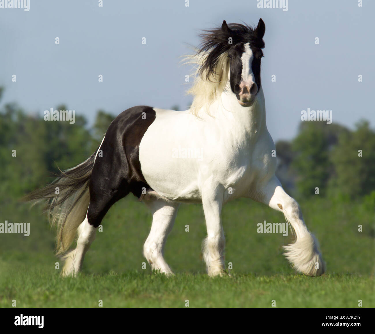 Gypsy Vanner Horse moving across horizon Stock Photo
