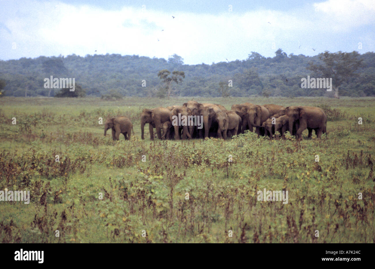 A group of female elephants protect their young in a Sri Lankan