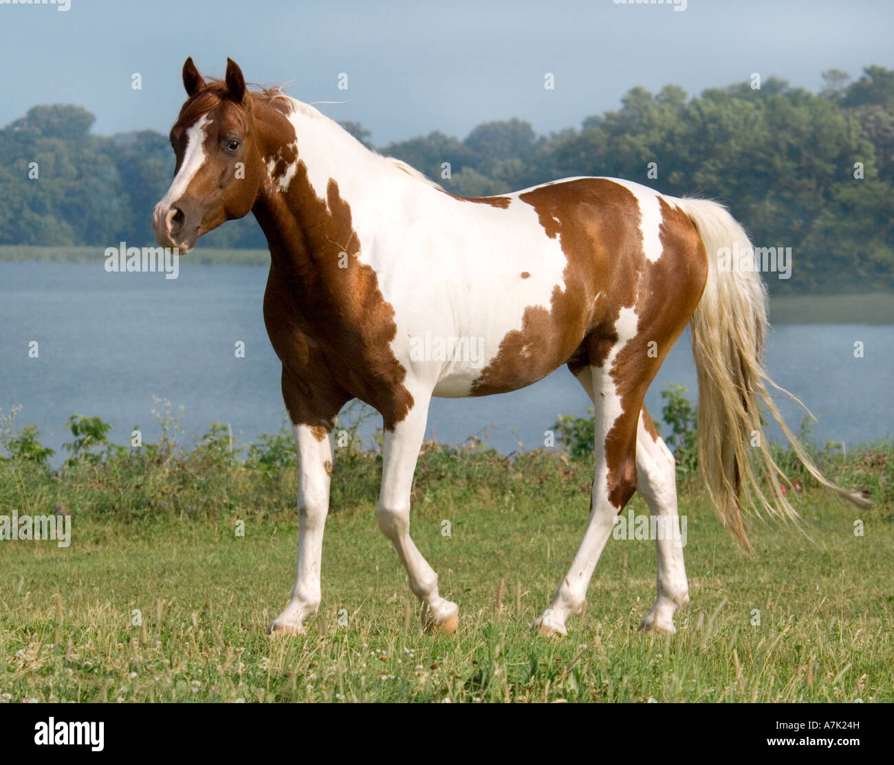 Pinto arabian hires stock photography and images Alamy