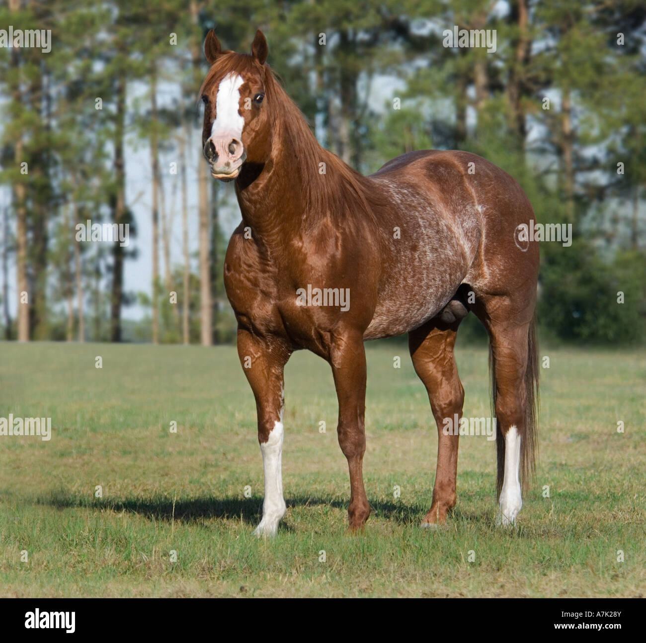 Red roan colored American Quarter Horse stallion Stock Photo - Alamy