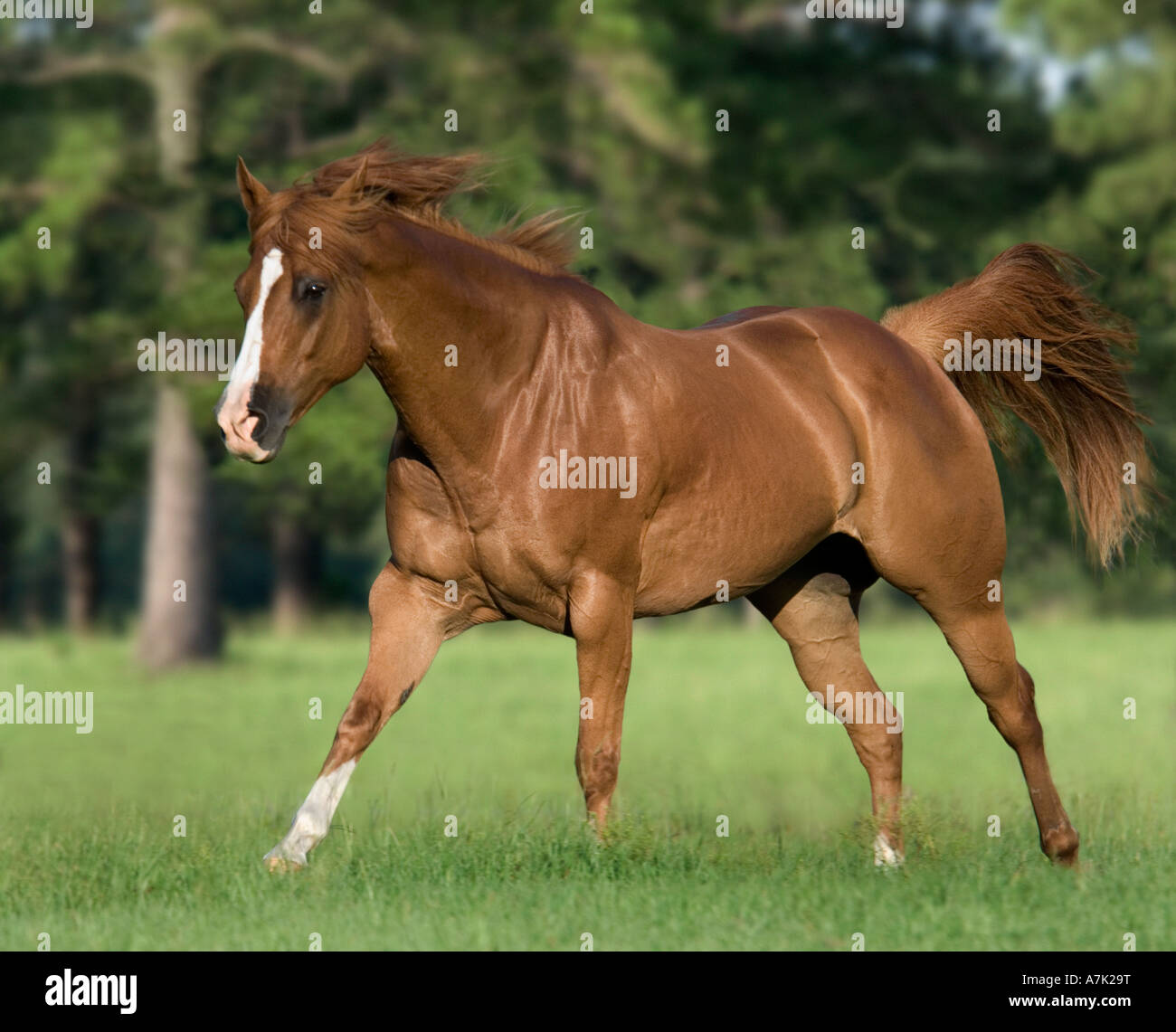 Sorrel Quarter Horse Gelding