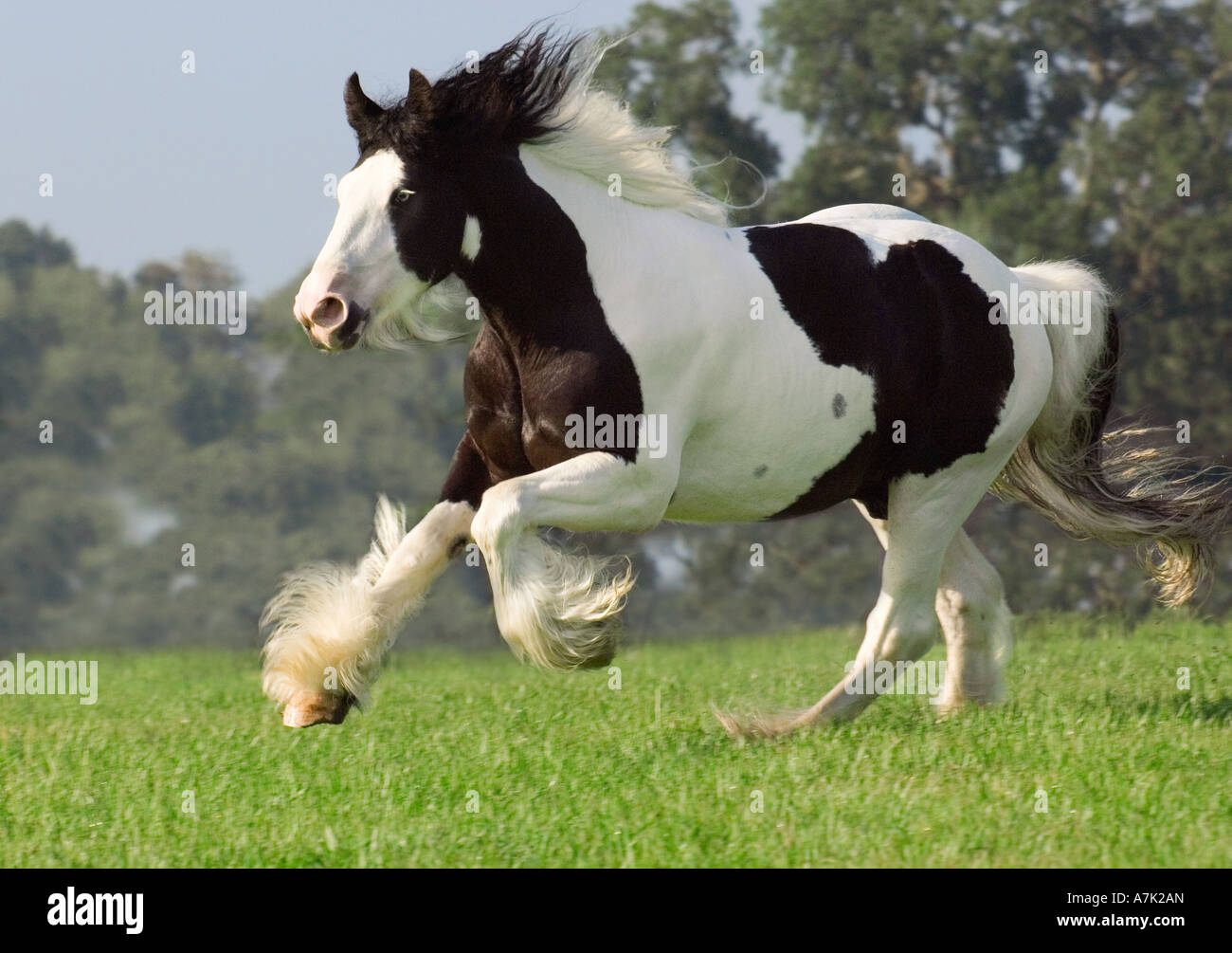 Gypsy Vanner Horse stallion Stock Photo - Alamy