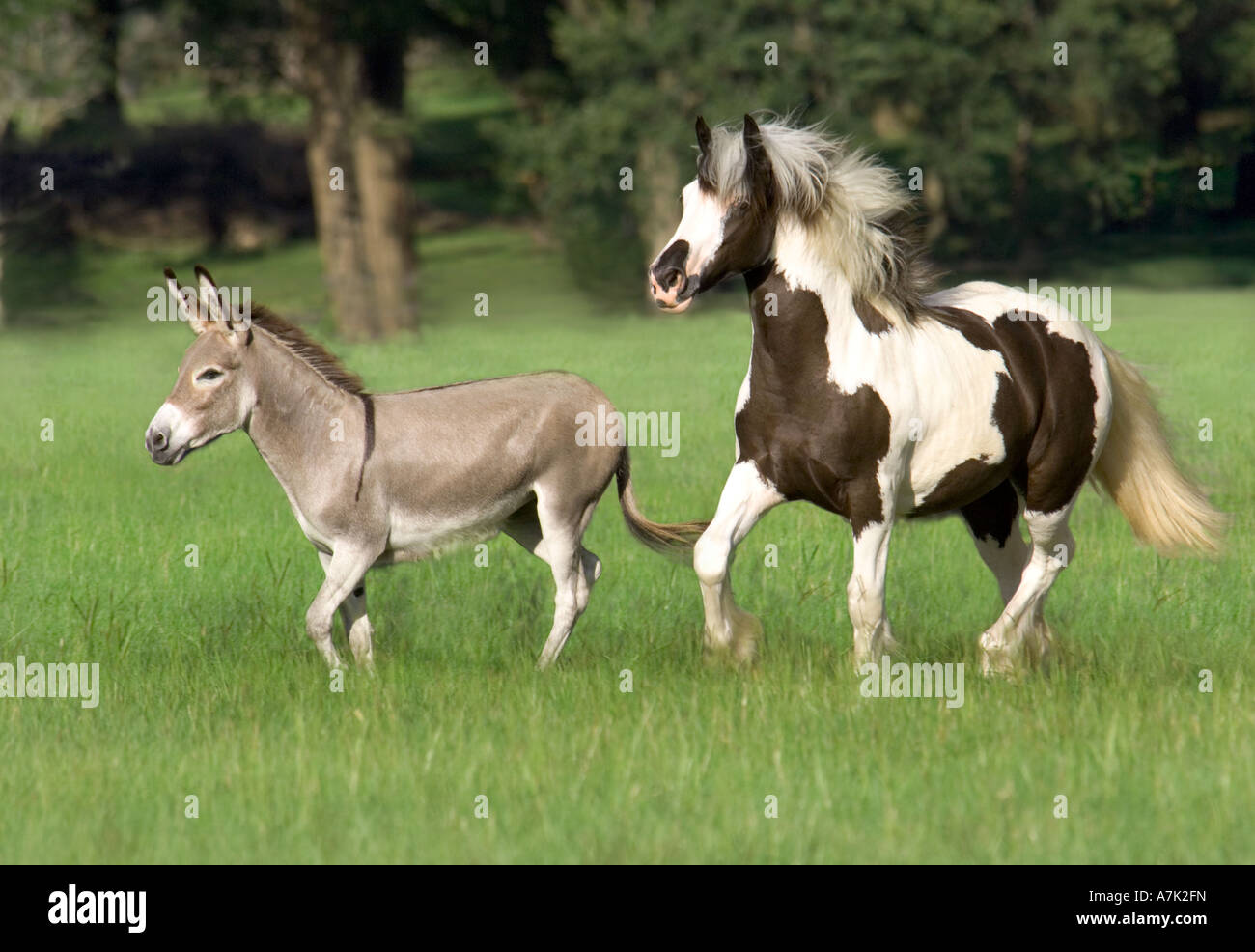 Gypsy Vanner Horse foal runs with miniature donkey Stock Photo Alamy