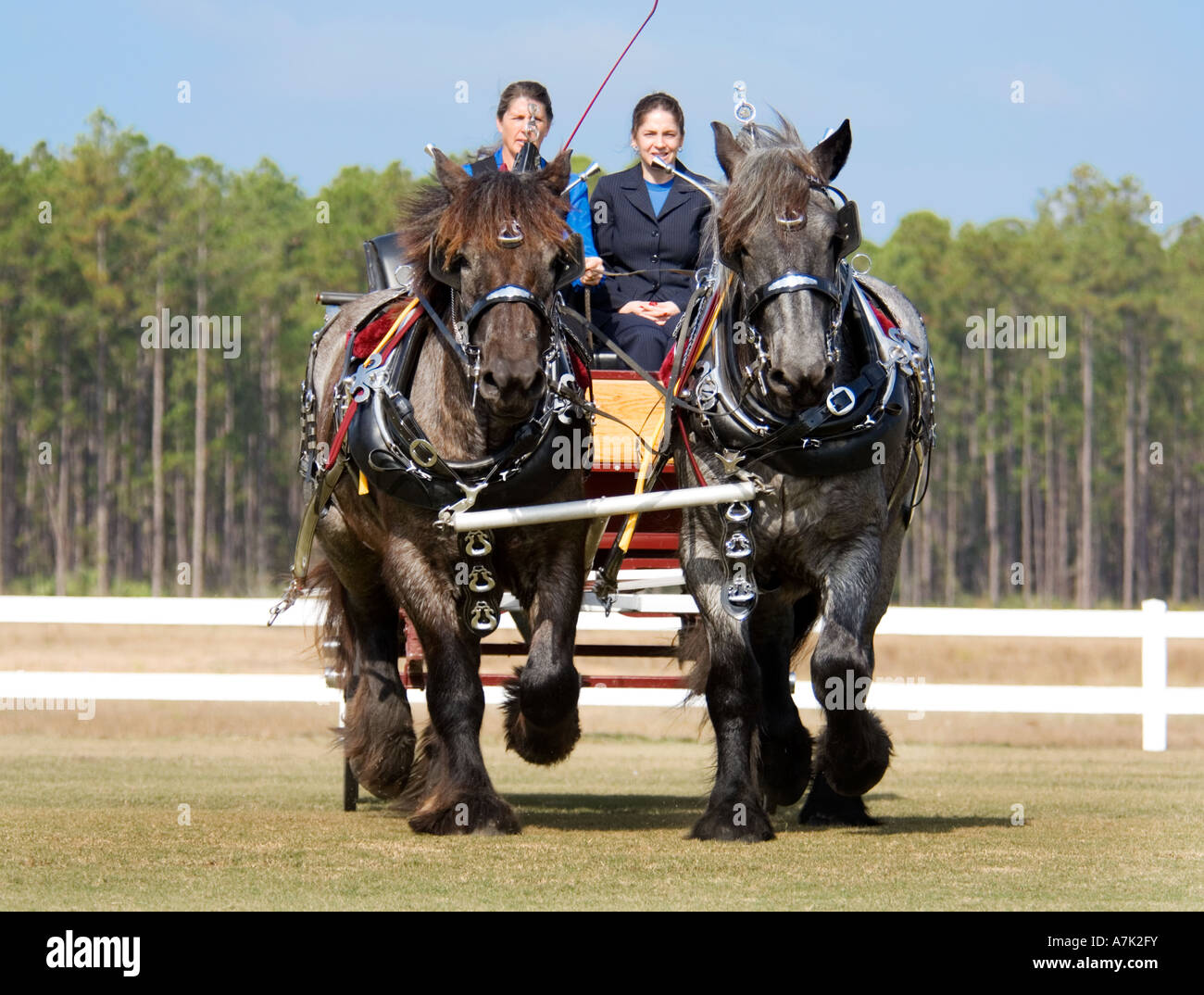Brabant Draft Horses pulling carriage Stock Photo Alamy