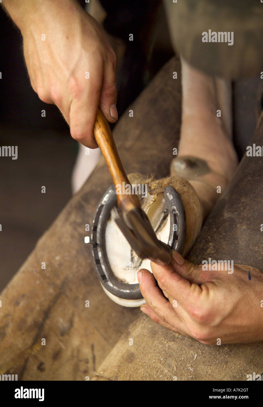 Ferrier nails horse shoe onto foot of horse Stock Photo Alamy