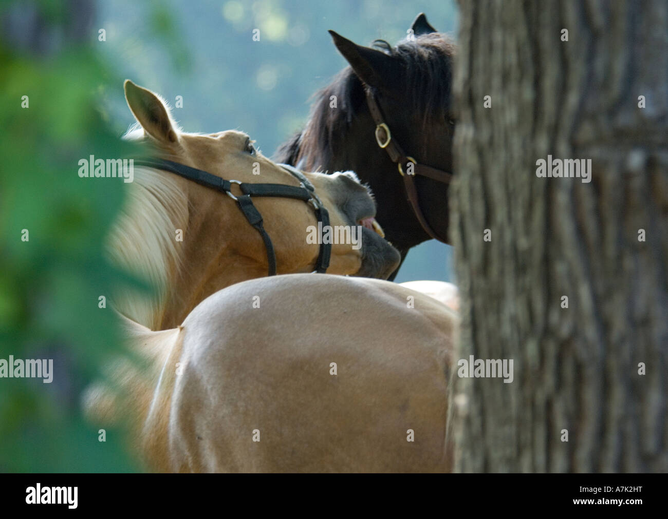 Two Quarter Horse geldings bite and play together Stock Photo Alamy