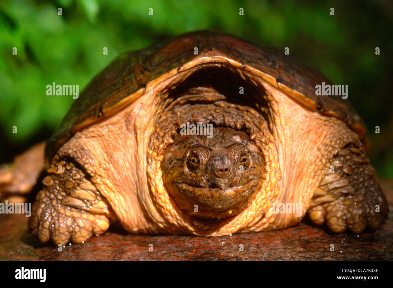 Close up of North American snapping turtle  Stock Photo