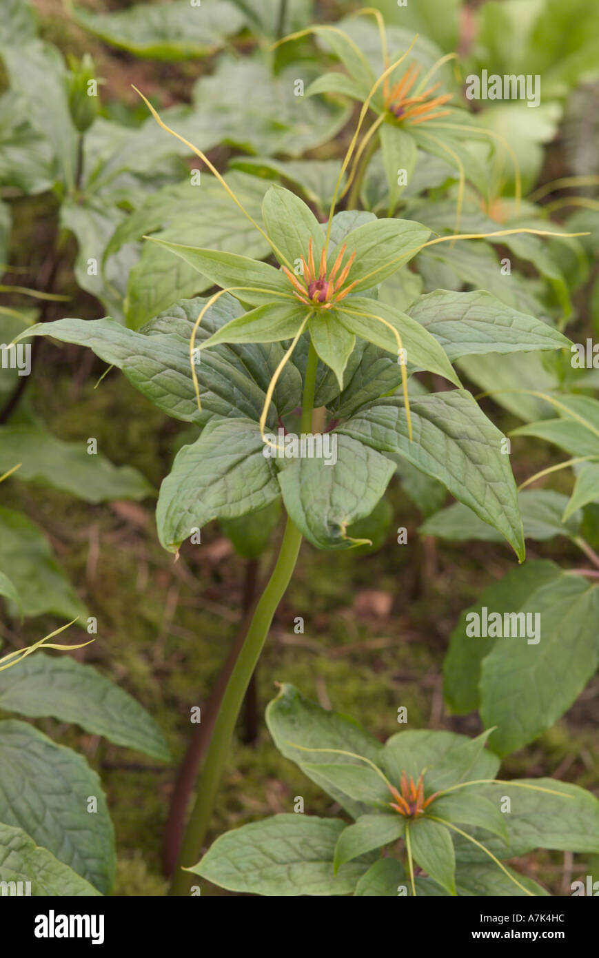 Trilliaceae Trillaceae hi-res stock photography and images - Alamy