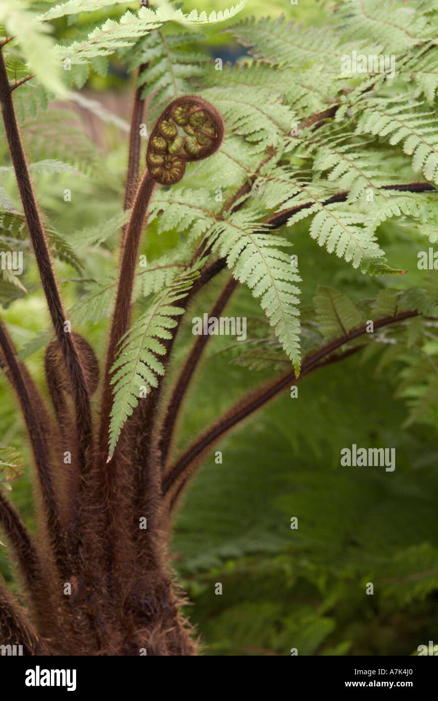 New zealand tree ferns dicksonia hi-res stock photography and images ...