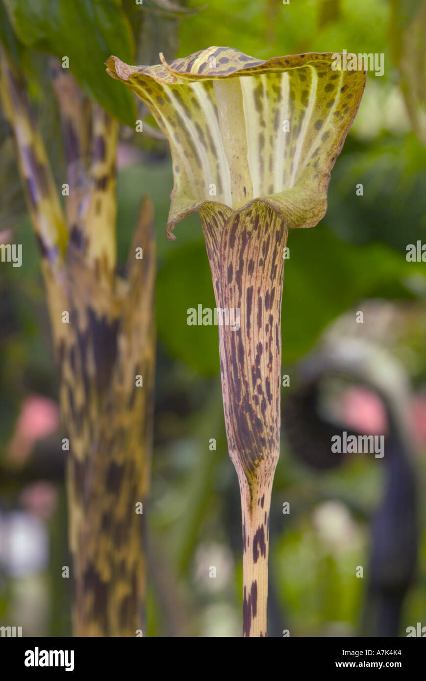 Arisaema nepenthoides Stock Photo