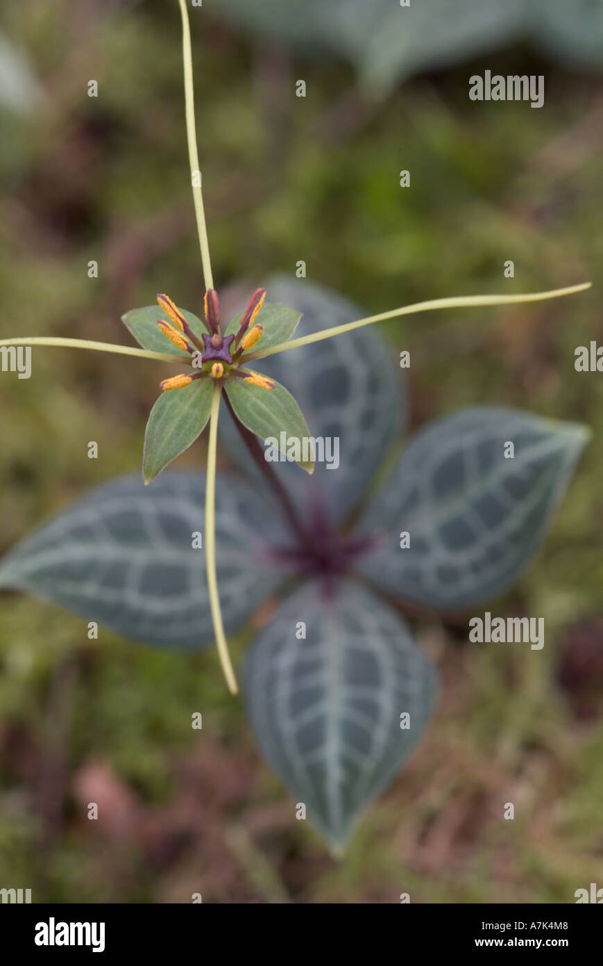 Paris luquanensis Stock Photo