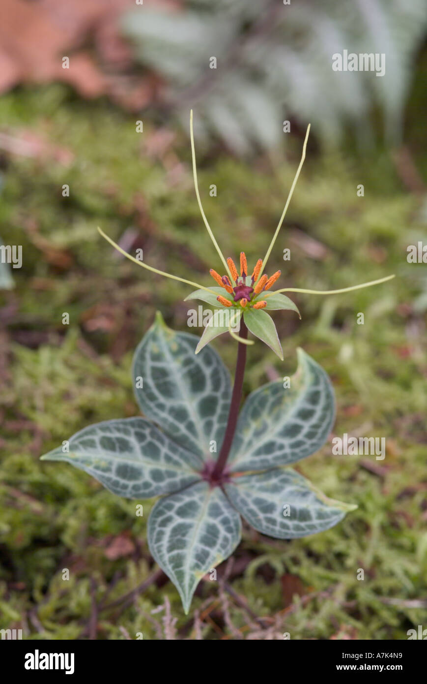 Paris luquanensis Stock Photo