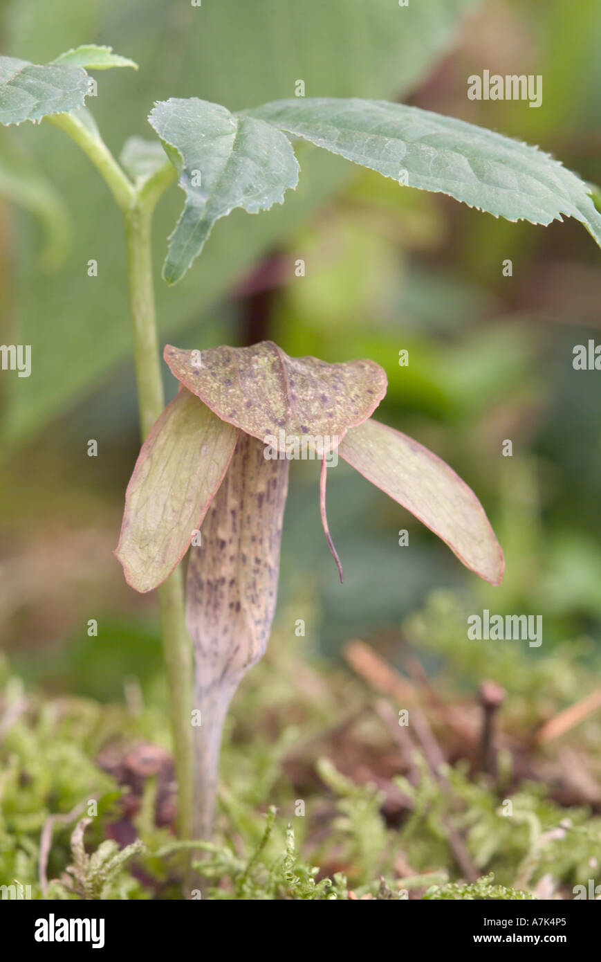 Arisaema omeinse Stock Photo