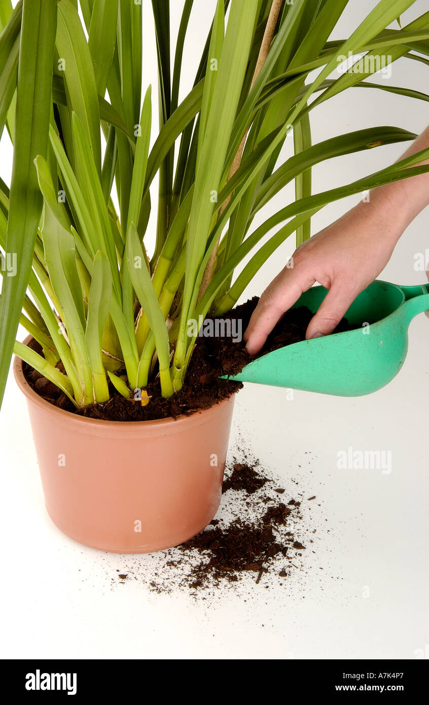 Adding compost to a Phalaenopsis Orchid after repotting Stock Photo