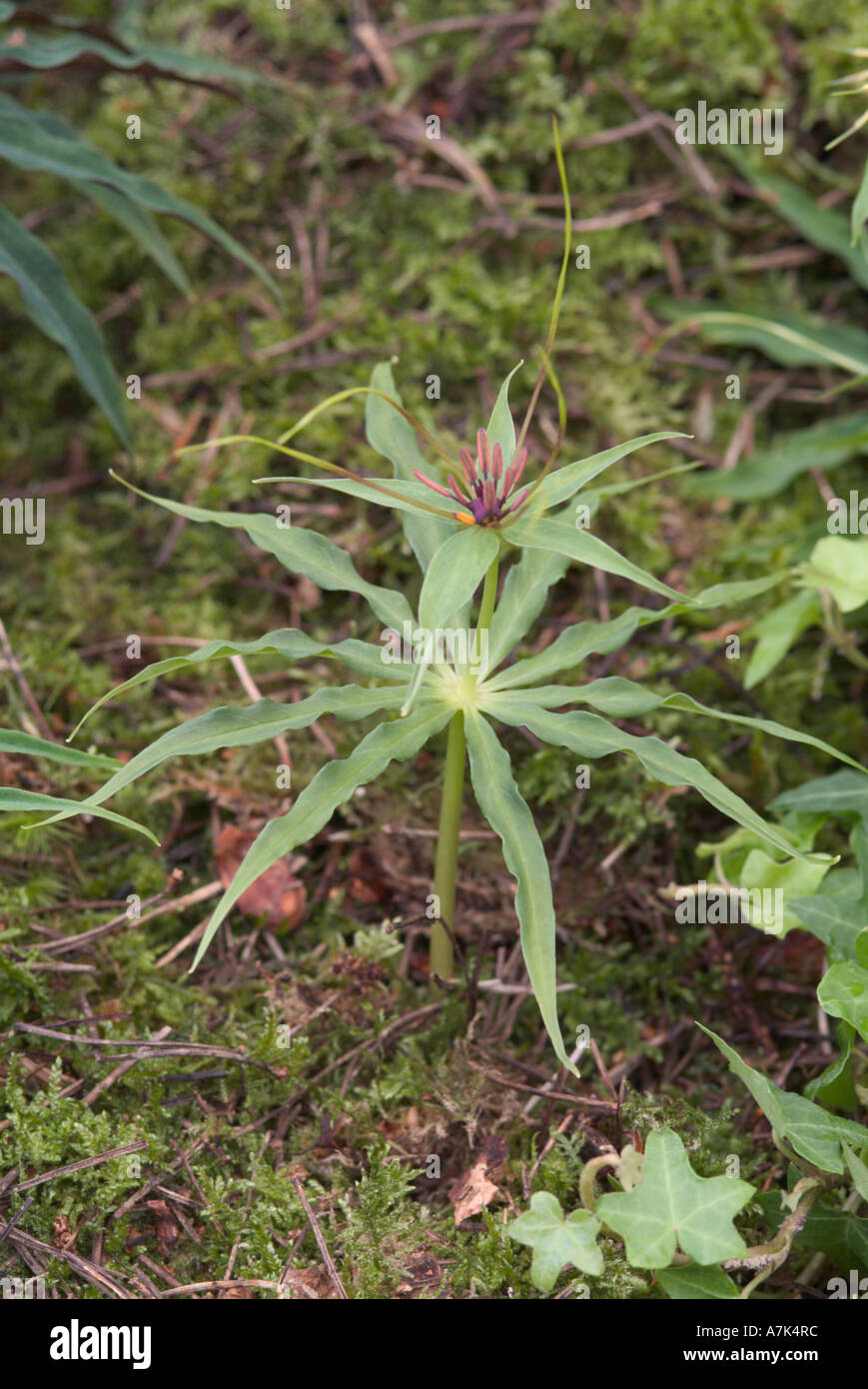 Paris species Stock Photo