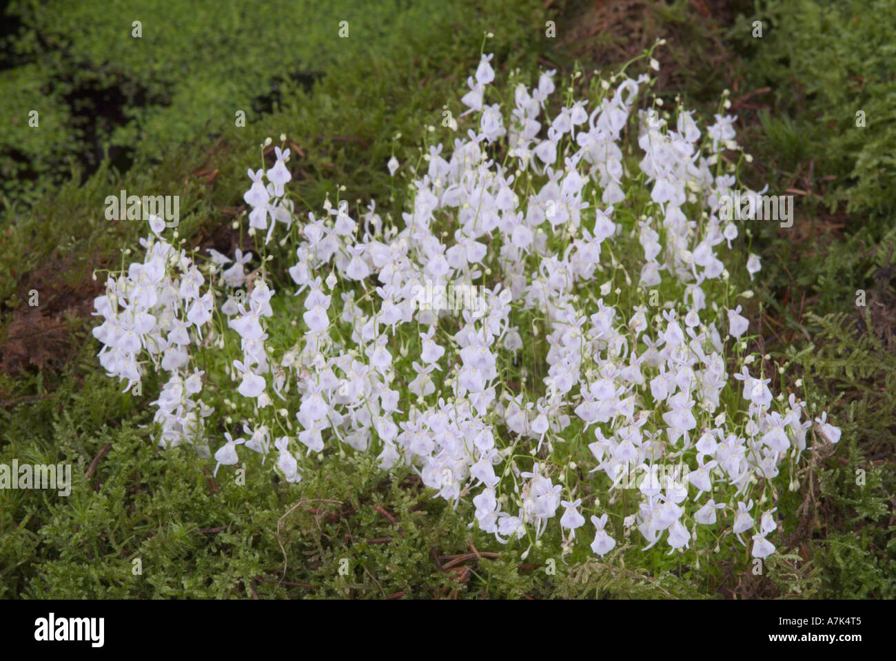 Utricularia microcalyx. Bladderwort. Stock Photo