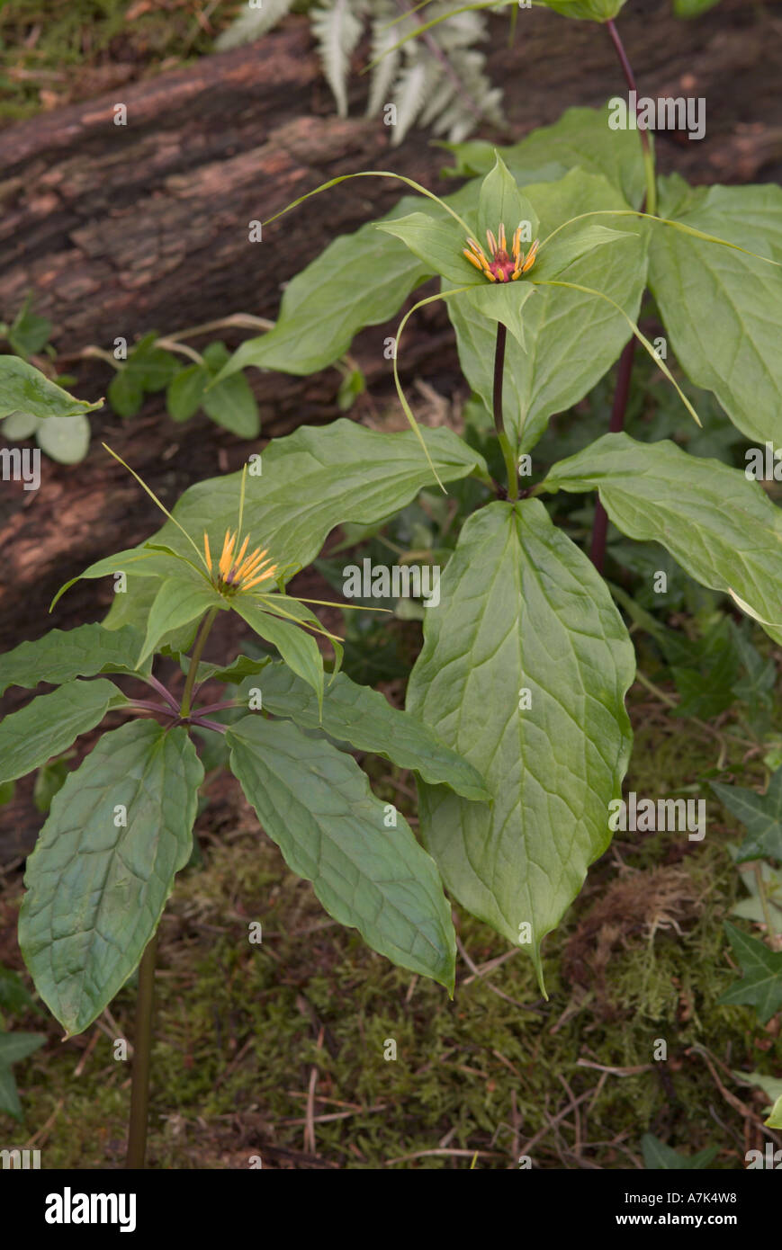 Paris species Stock Photo