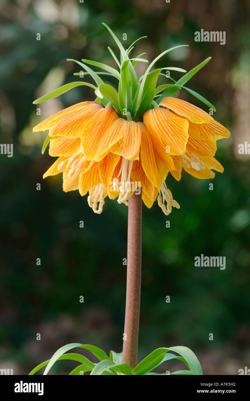 Fritillaria imperialis 'Striped Beauty' Stock Photo