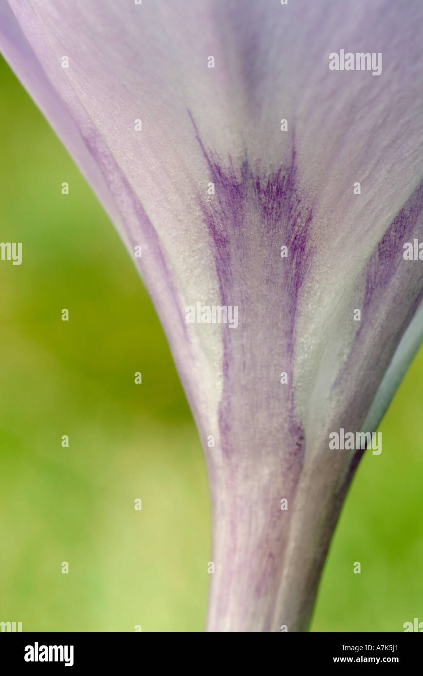 Crocus 'Little Dorrit' petal detail Stock Photo