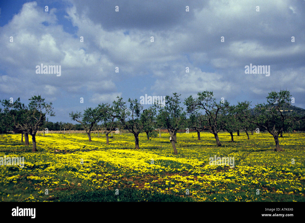Trees surrounded by yellow flowers Mallorca Spain Europe Stock Photo