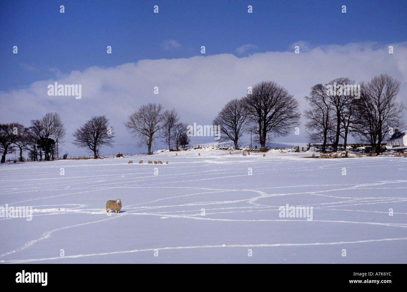 Animal tracks snow uk hires stock photography and images Alamy