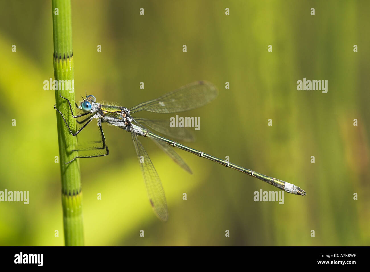 Damselfly fly hi-res stock photography and images - Alamy