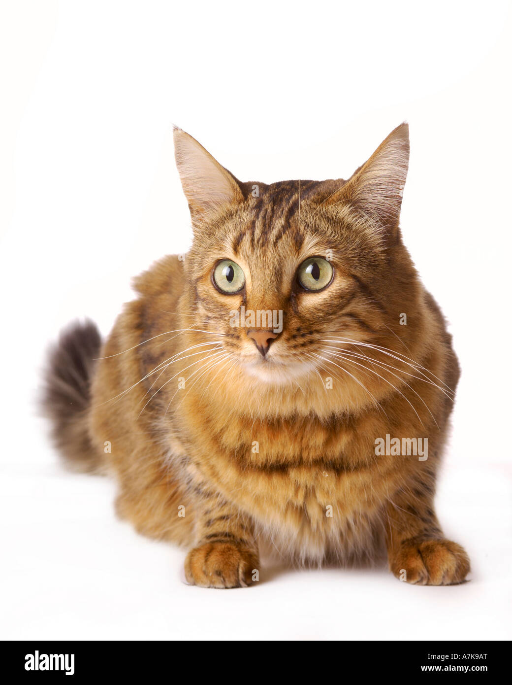 Domestic Bengal cat crouching down on a white background Stock Photo