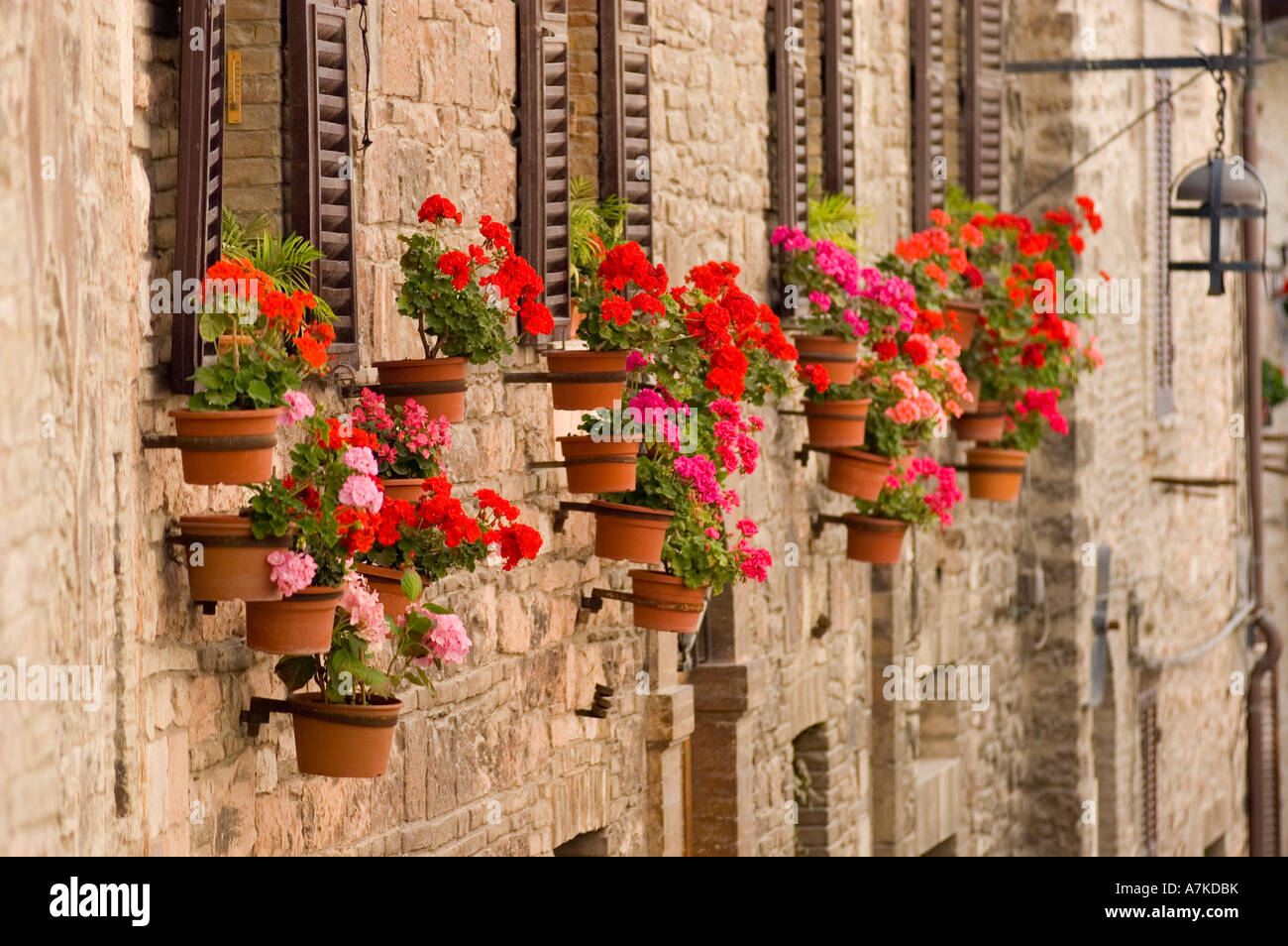 Geraniums in window boxes Assisi Italy Stock Photo Alamy
