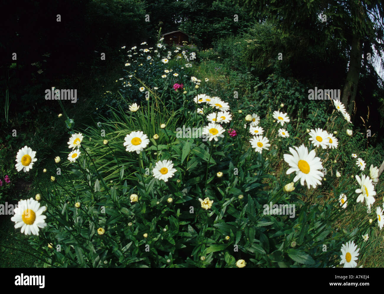 Oxeye Daisy (Leucanthemum vulgare) in the Uk Stock Photo
