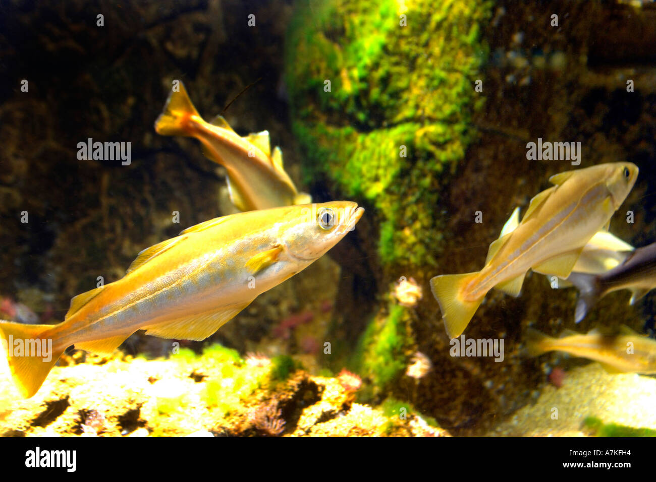 Sea Bream underwater Stock Photo Alamy