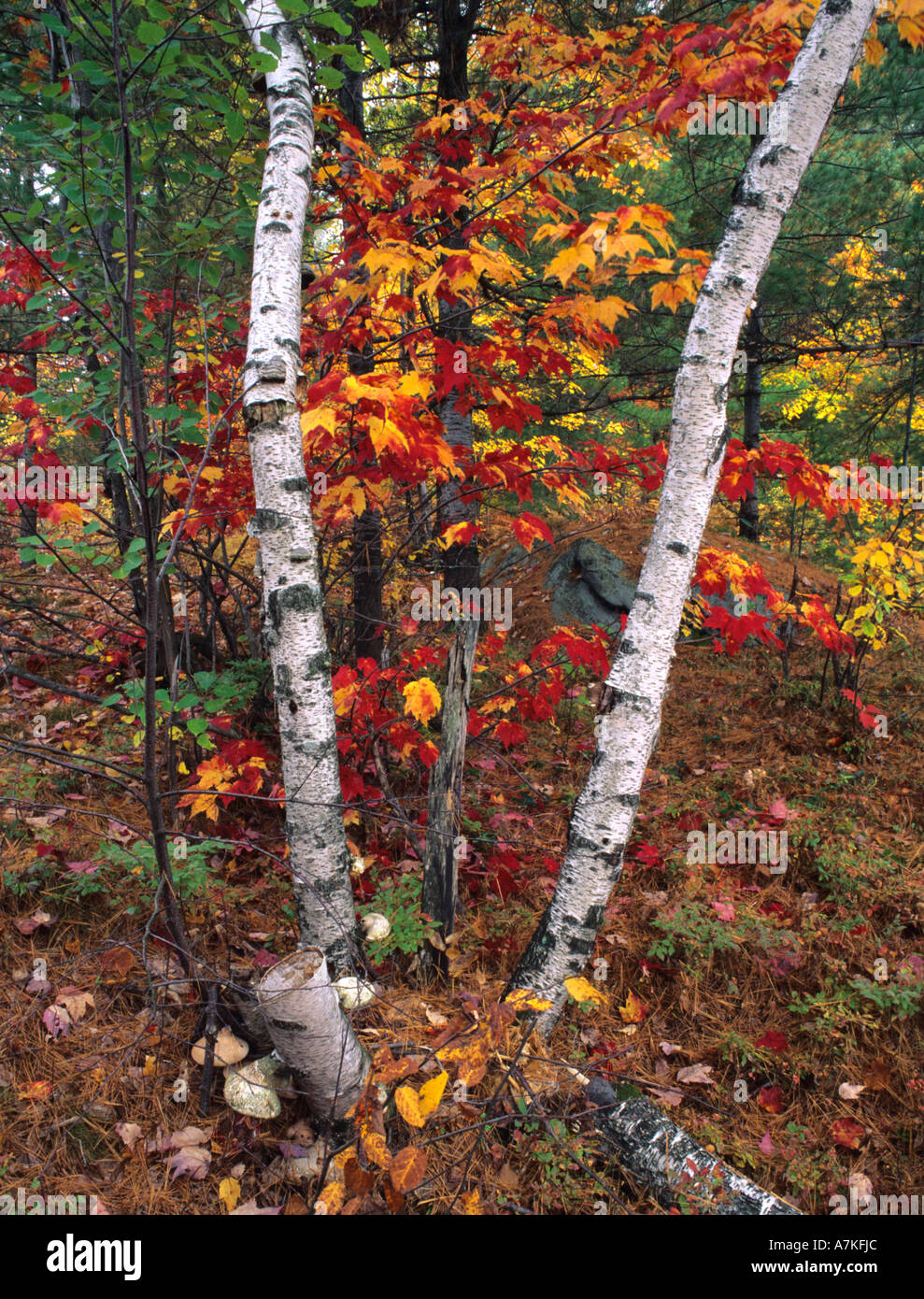 Page 8 Autumn Leaves Colours Silver Birch High Resolution Stock Photography And Images Alamy