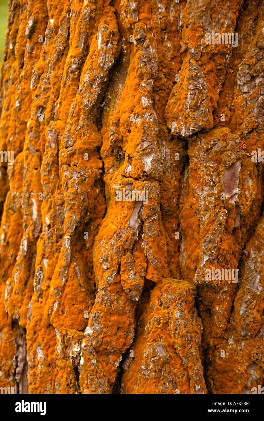 Trentepohlia algae hires stock photography and images Alamy