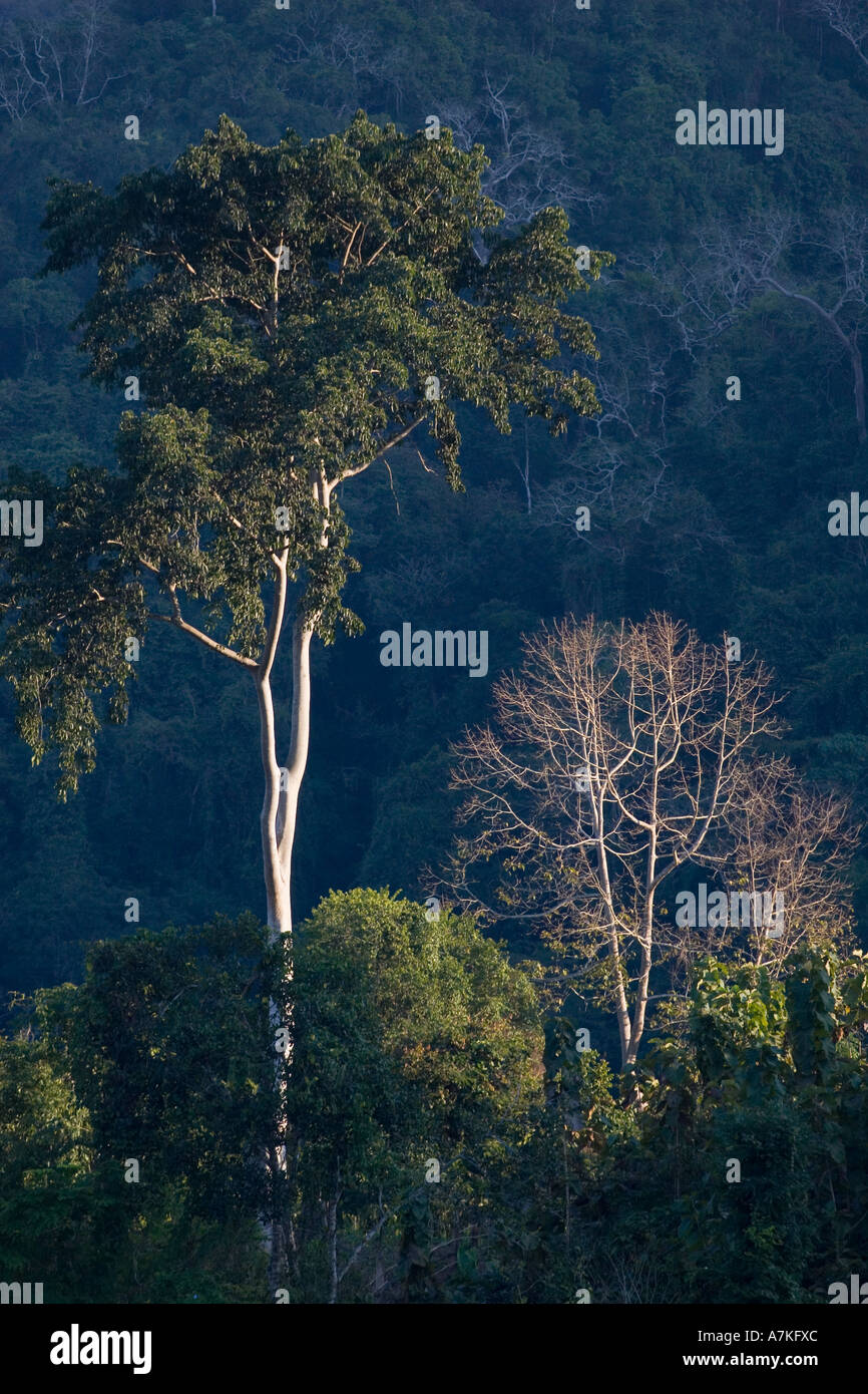 Hardwood trees grow in the jungle along the Mekong River above LUANG PROBANG LAOS Stock Photo