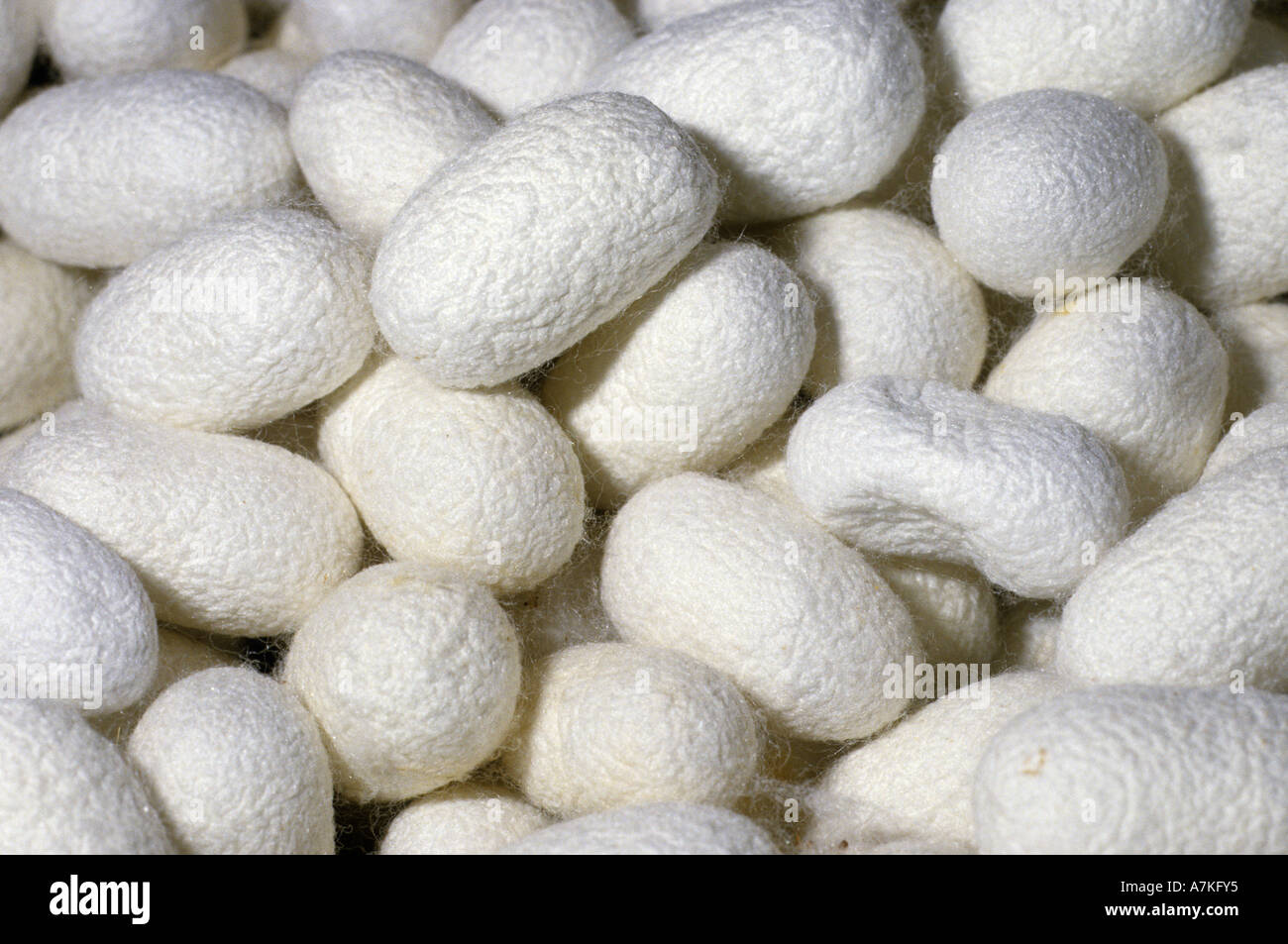 Silkworm cocoons before silk is extracted for textile manufacture China Stock Photo
