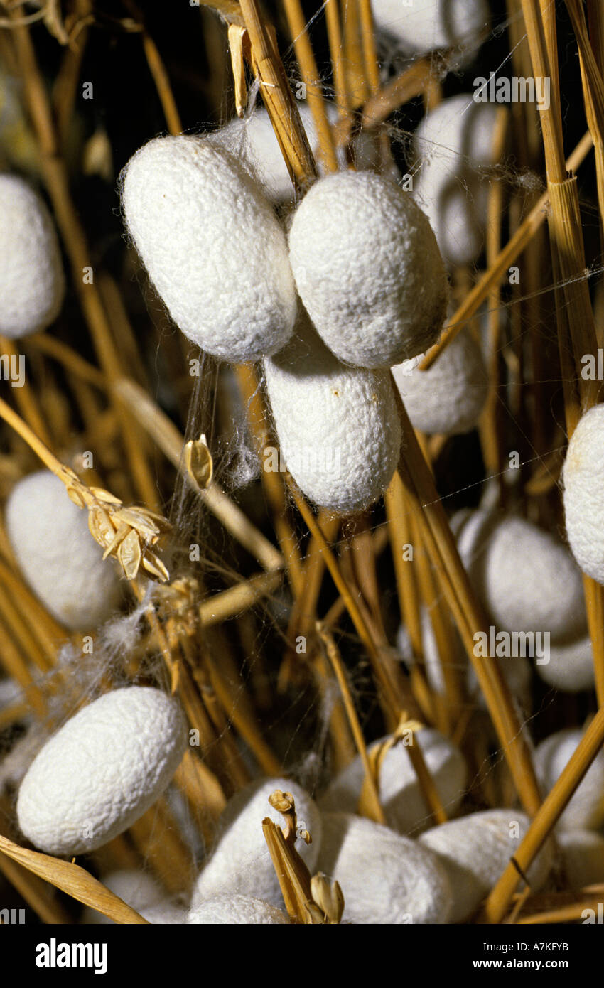 Silkworm cocoons in straw where laid by silkworms before harvesting and silk is extracted for textile manufacture China Stock Photo